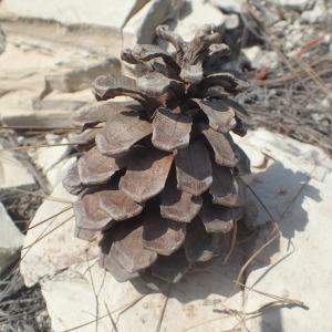 Photographie n°2170193 du taxon Pinus canariensis C.Sm. [1828]