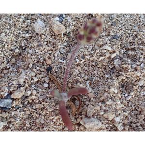 Plantago squarrosa Murr.