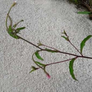 Photographie n°2170280 du taxon Epilobium lanceolatum Sebast. & Mauri [1818]