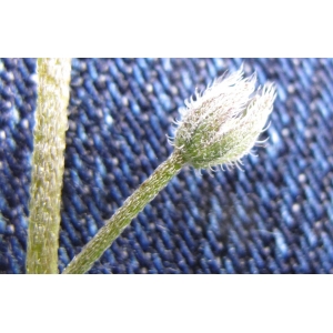 Myosotis arvensis var. umbrosa Bab. (Myosotis)