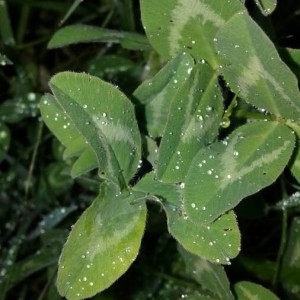 Photographie n°2170377 du taxon Trifolium pratense L. [1753]