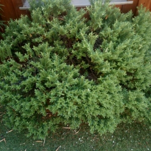 Photographie n°2170391 du taxon Juniperus communis L. [1753]