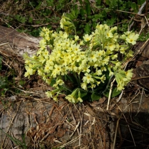 Photographie n°2170400 du taxon Primula elatior (L.) Hill [1765]