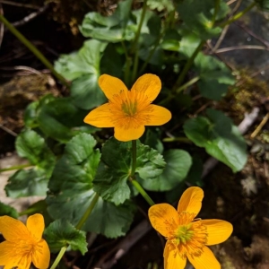 Photographie n°2170402 du taxon Caltha palustris L. [1753]