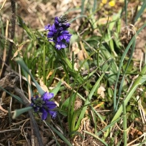 Photographie n°2170405 du taxon Polygala vulgaris L. [1753]