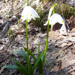 Photographie n°2170423 du taxon Leucojum vernum L. [1753]