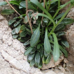 Photographie n°2170433 du taxon Kernera saxatilis (L.) Sweet [1827]