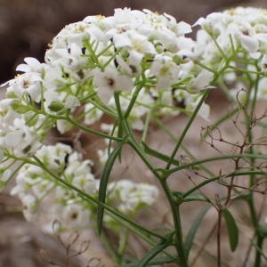 Photographie n°2170434 du taxon Kernera saxatilis (L.) Sweet [1827]