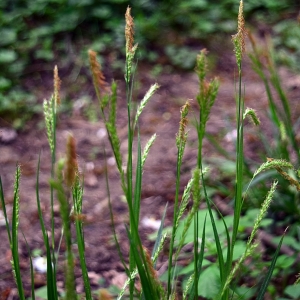 Photographie n°2170442 du taxon Carex sylvatica Huds. [1762]