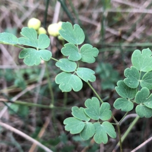 Photographie n°2170457 du taxon Thalictrum tuberosum L. [1753]