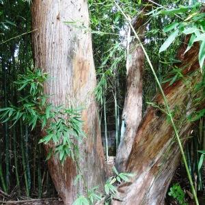 Photographie n°2170483 du taxon Eucalyptus globulus Labill. [1800]