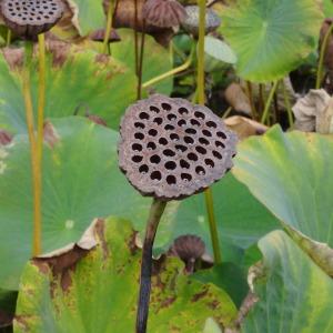 Photographie n°2170577 du taxon Nelumbo nucifera Gaertn. [1788]