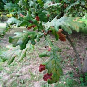 Photographie n°2170587 du taxon Quercus robur L. [1753]