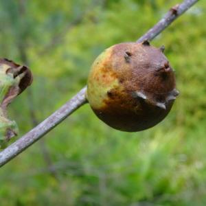 Photographie n°2170588 du taxon Quercus robur L. [1753]