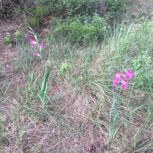 Photographie n°2170622 du taxon Gladiolus palustris Gaudin [1828]