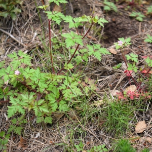 Photographie n°2170705 du taxon Geranium purpureum Vill.