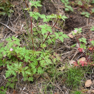 Photographie n°2170706 du taxon Geranium purpureum Vill.