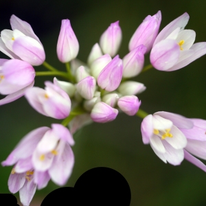 Photographie n°2170717 du taxon Allium roseum L. [1753]