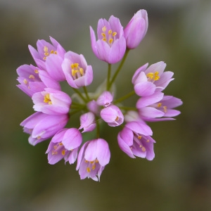 Photographie n°2170719 du taxon Allium roseum L. [1753]