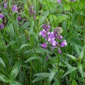 Photographie n°2170722 du taxon Polygala vulgaris L. [1753]