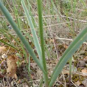 Photographie n°2170742 du taxon Tulipa sylvestris L.