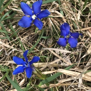 Photographie n°2170795 du taxon Gentiana verna L. [1753]