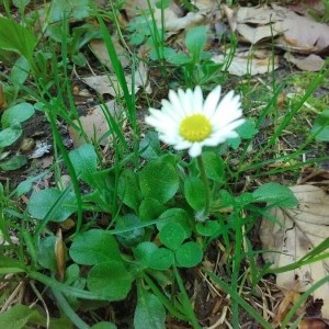 Photographie n°2170832 du taxon Bellis perennis L. [1753]