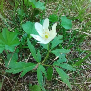 Photographie n°2170835 du taxon Anemone nemorosa L. [1753]