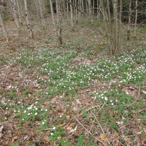 Photographie n°2170846 du taxon Anemone nemorosa L. [1753]