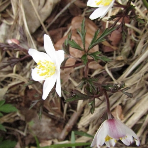 Photographie n°2170849 du taxon Anemone nemorosa L. [1753]