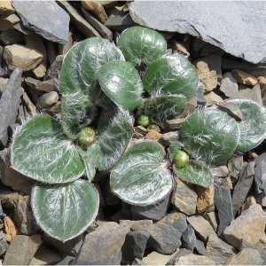  - Ranunculus parnassifolius L. [1753]