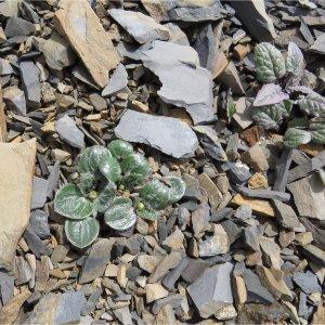 Photographie n°2170859 du taxon Ranunculus parnassifolius L. [1753]