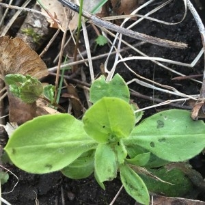 Photographie n°2170862 du taxon Plantago major L. [1753]