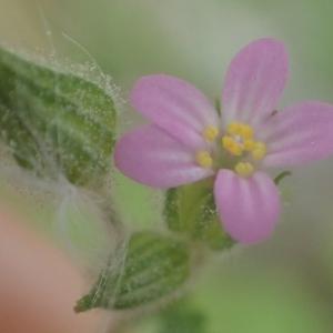 Photographie n°2170879 du taxon Geranium purpureum Vill. [1786]