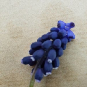 Photographie n°2170904 du taxon Muscari neglectum Guss. ex Ten. [1842]