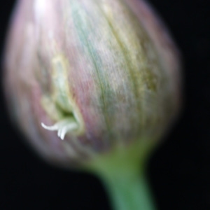 Photographie n°2170964 du taxon Allium schoenoprasum L. [1753]