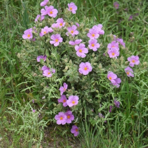 Photographie n°2170966 du taxon Cistus albidus L. [1753]