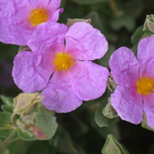 Photographie n°2170967 du taxon Cistus albidus L. [1753]