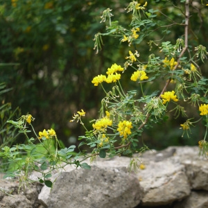 Photographie n°2170970 du taxon Coronilla glauca L. [1755]