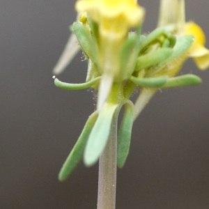 Photographie n°2170972 du taxon Linaria simplex (Willd.) DC. [1805]