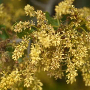 Photographie n°2170976 du taxon Quercus coccifera L. [1753]