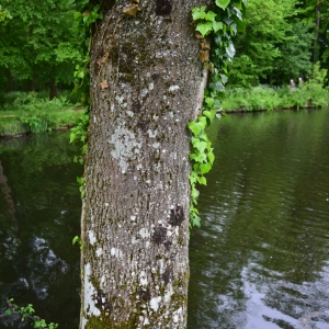 Photographie n°2170985 du taxon Fraxinus excelsior L. [1753]