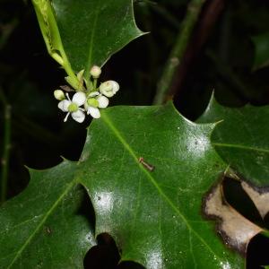 Photographie n°2170996 du taxon Ilex aquifolium L. [1753]