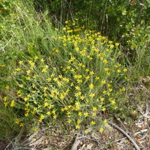 Photographie n°2171021 du taxon Genista hispanica L. [1753]