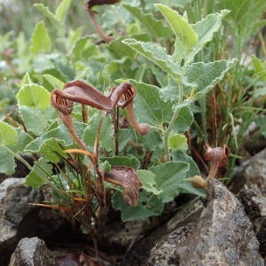 Photographie n°2171031 du taxon Aristolochia pistolochia L. [1753]