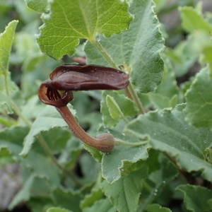 Photographie n°2171036 du taxon Aristolochia pistolochia L. [1753]