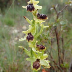 Photographie n°2171045 du taxon Ophrys virescens Philippe [1859]