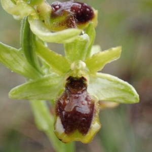 Photographie n°2171047 du taxon Ophrys virescens Philippe [1859]