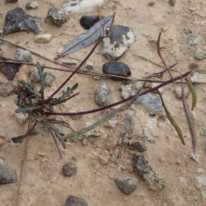 Photographie n°2171051 du taxon Brassica repanda subsp. saxatilis (DC.) Heywood [1964]