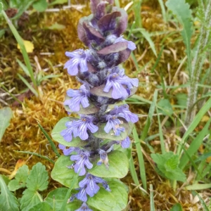 Photographie n°2171060 du taxon Ajuga reptans L. [1753]